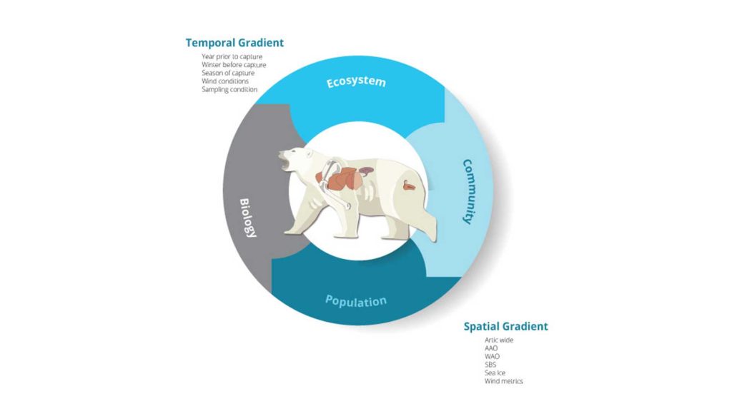 An infographic about the spatial and temporal gradients of polar bear populations